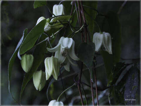 Image of Clematis henryi Oliv.