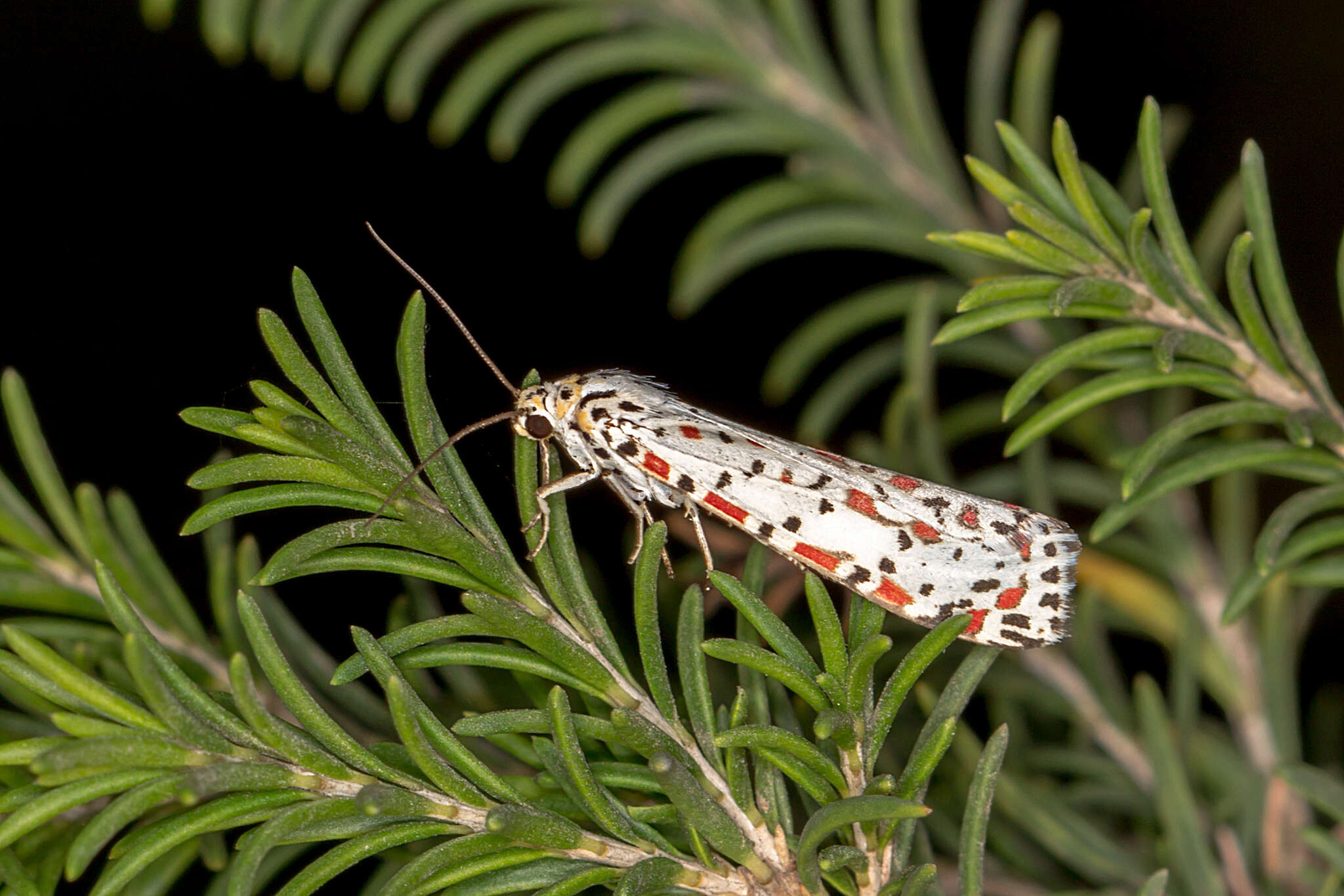 Plancia ëd Utetheisa pulchelloides Hampson 1907