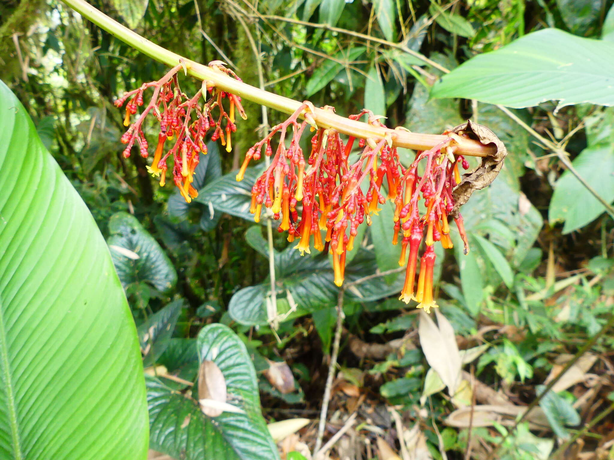 Image de Palicourea sodiroi Standl.