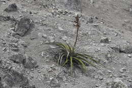 Tillandsia latifolia Meyen resmi