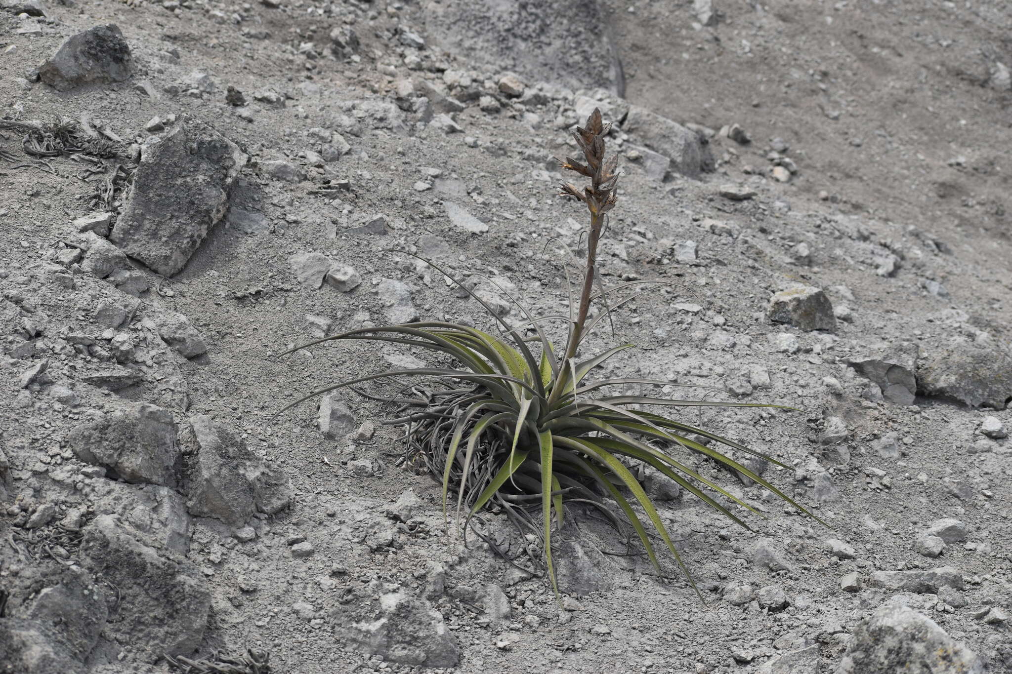 Imagem de Tillandsia latifolia Meyen