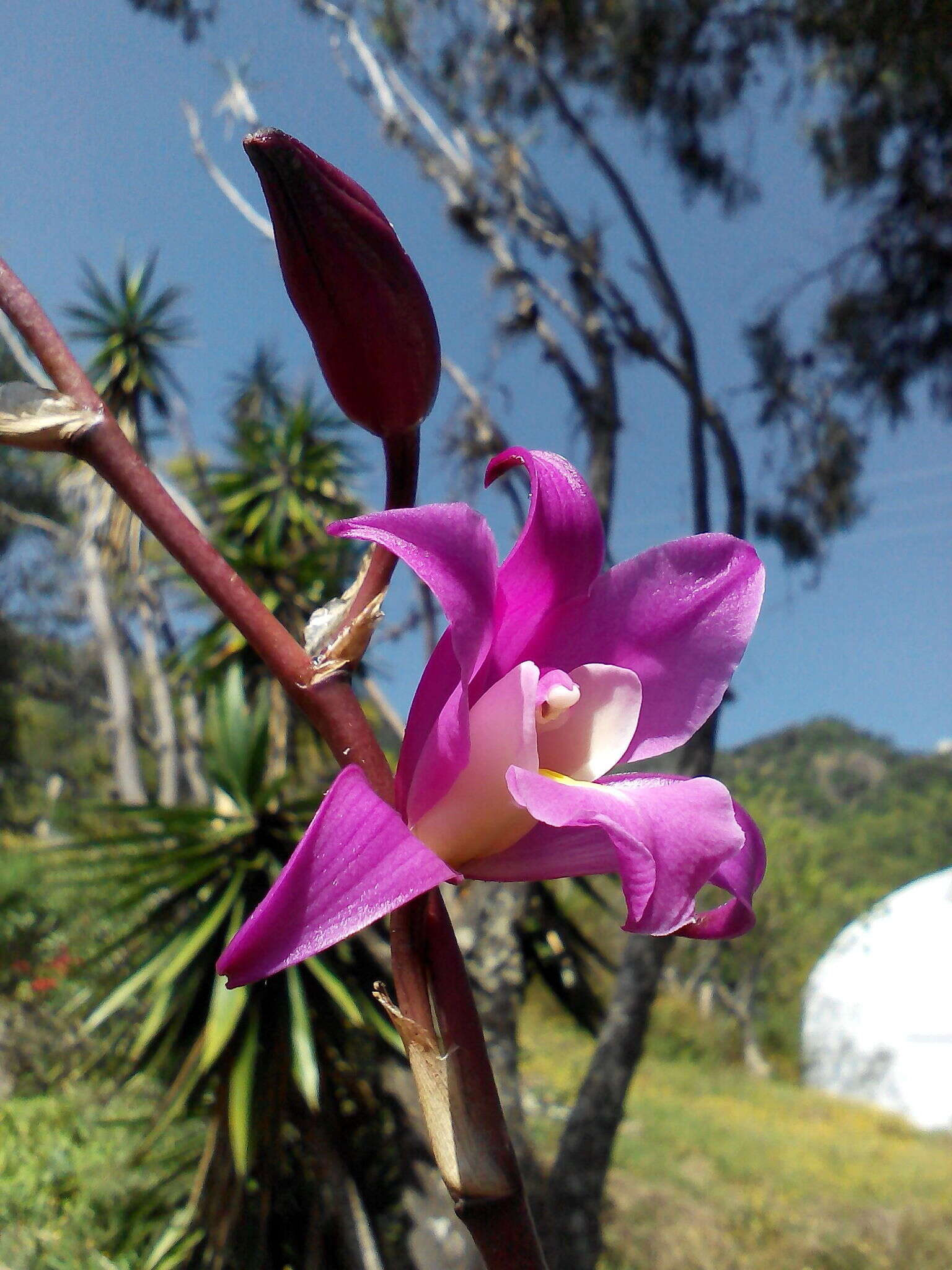 Plancia ëd Laelia autumnalis (Lex.) Lindl.