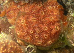 Image of Ascidian