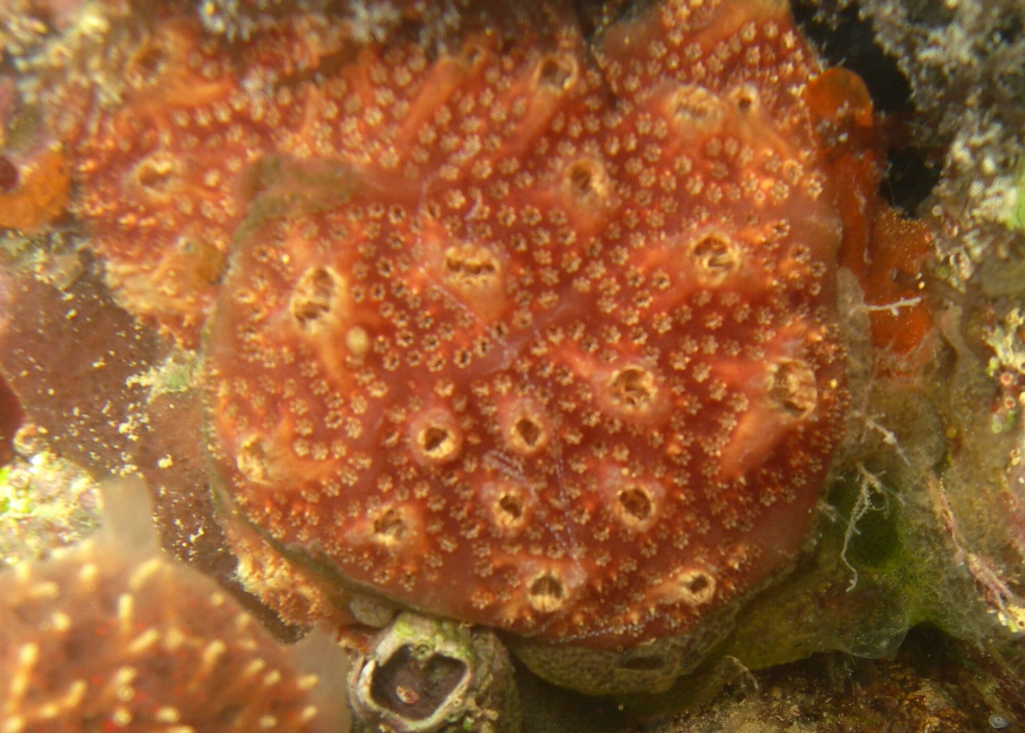 Image of Ascidian