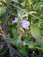 Image de Justicia chrysotrichoma Pohl ex Nees