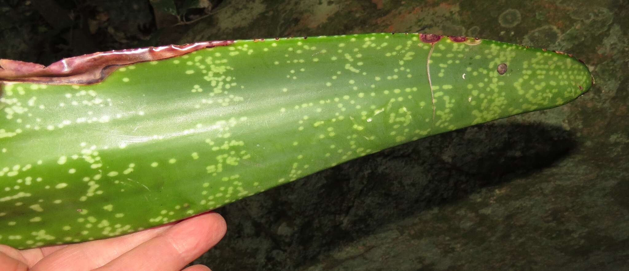 Image of Gasteria croucheri subsp. croucheri