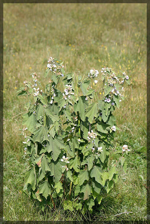 Image de Guimauve officinale