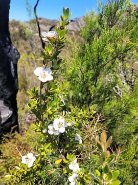 Sivun Leptospermum turbinatum J. Thompson kuva