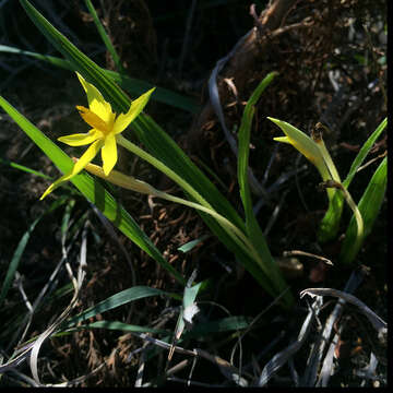 Image of Autumn Golden Star