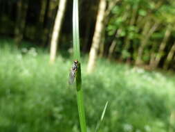 Image of Chyliza leptogaster (Panzer 1798)