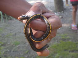 Image of Black Copper Rat Snake