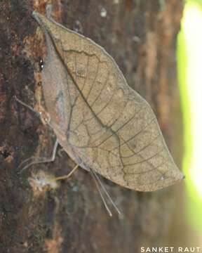 Image of Sahyadri blue oakleaf