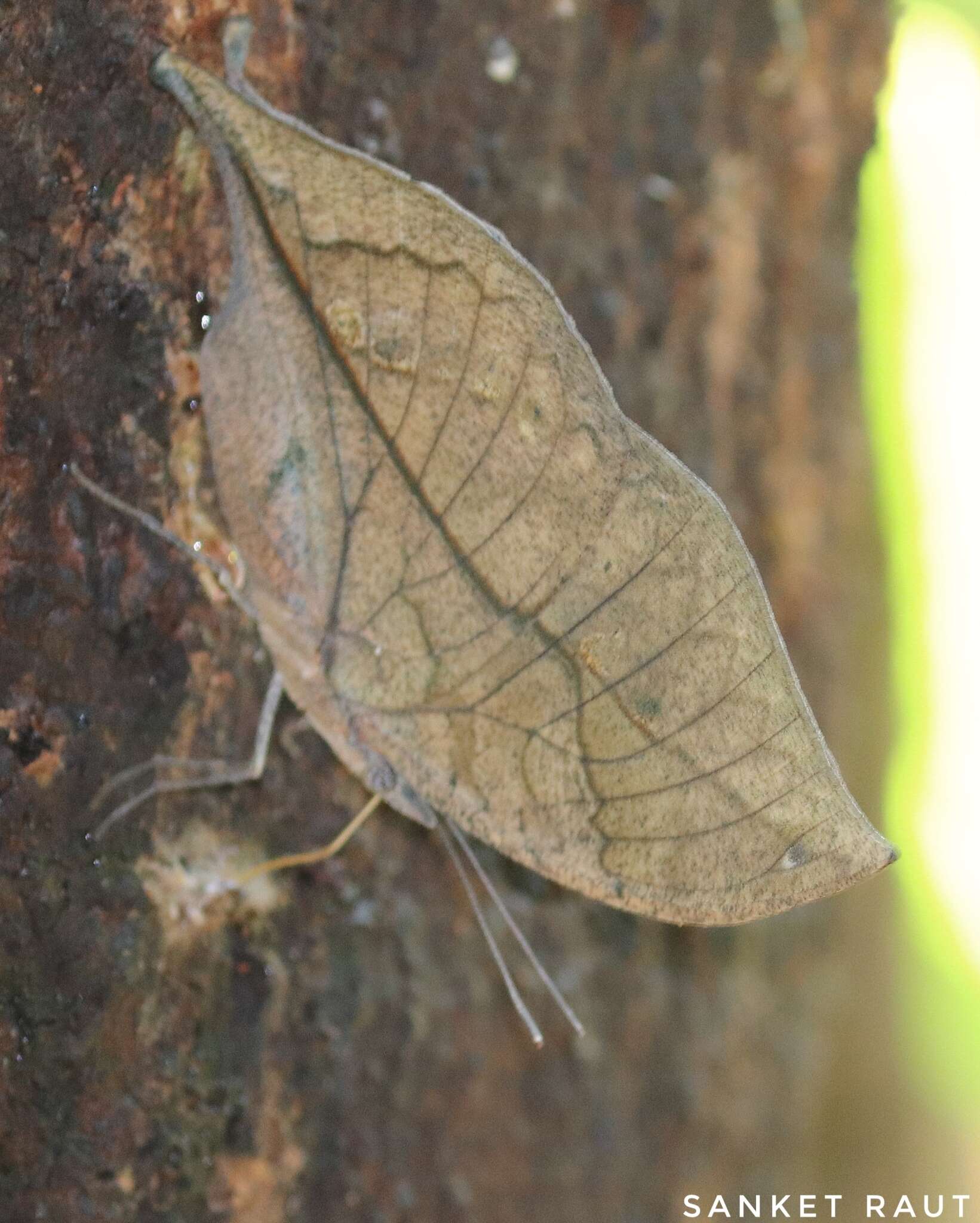 Image of Sahyadri blue oakleaf