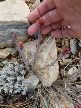 Image of ashgray Indian paintbrush