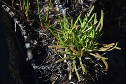 Image of goose tongue