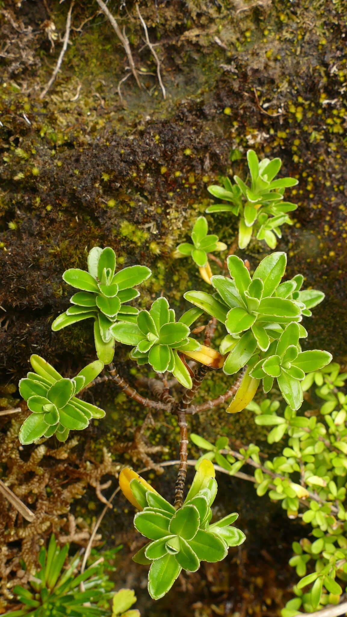 Image of Veronica benthamii Hook. fil.