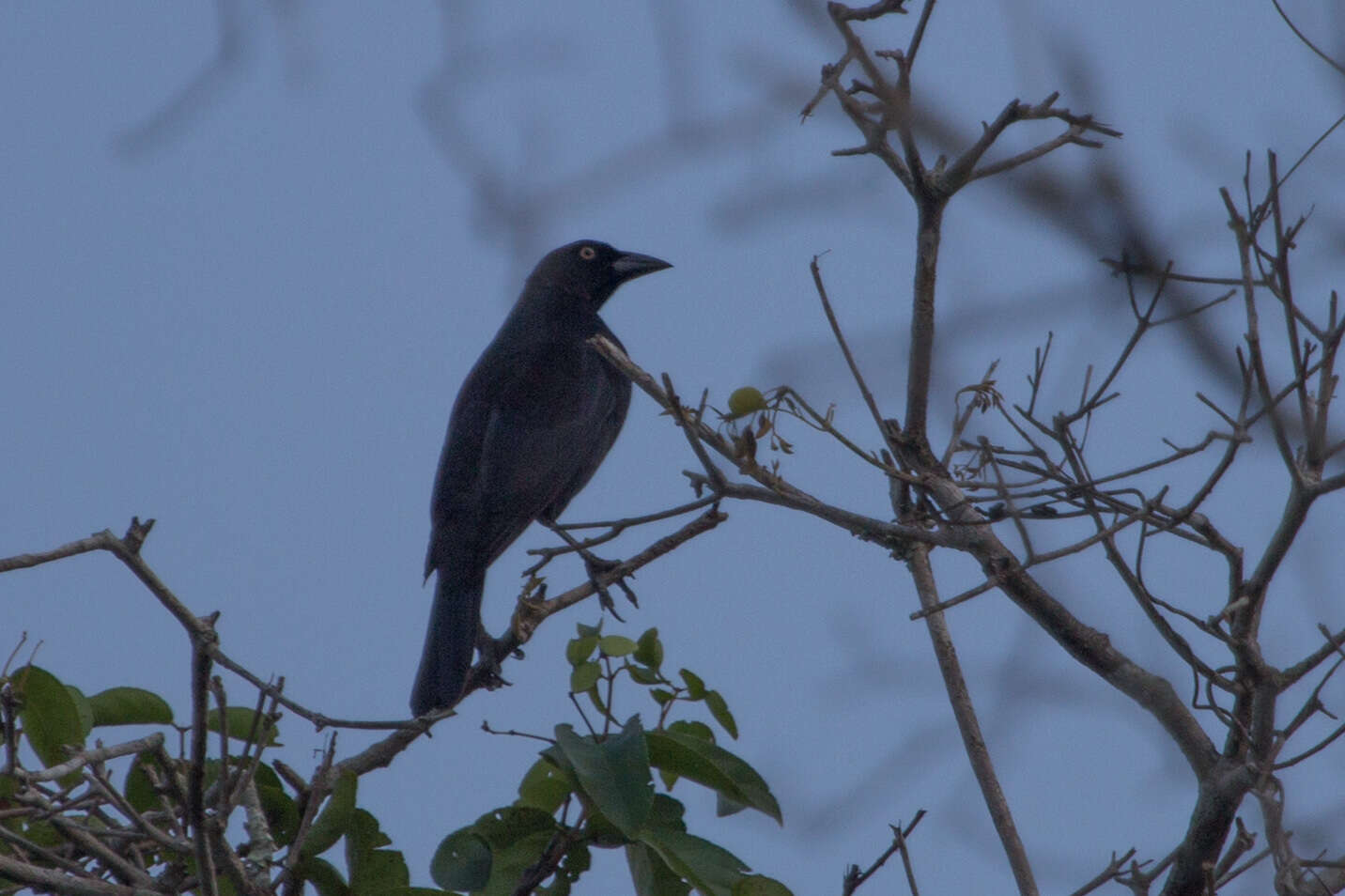 Image of Giant Cowbird