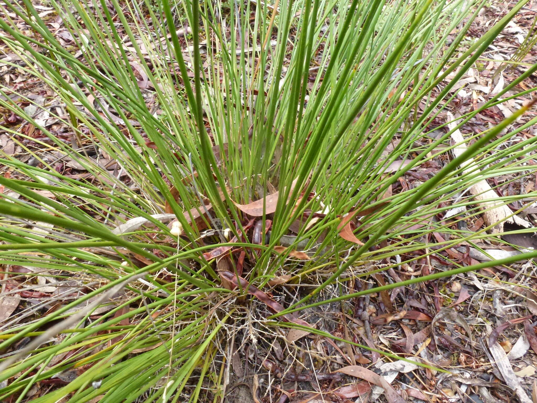 Image of Lomandra micrantha (Endl.) Ewart