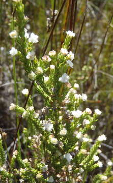 Image of Erica fimbriata Andr.