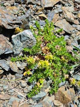 Image of Cruciata valentinae (Galushko) Galushko