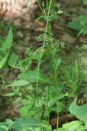 Image of Bupleurum longiradiatum Turcz.