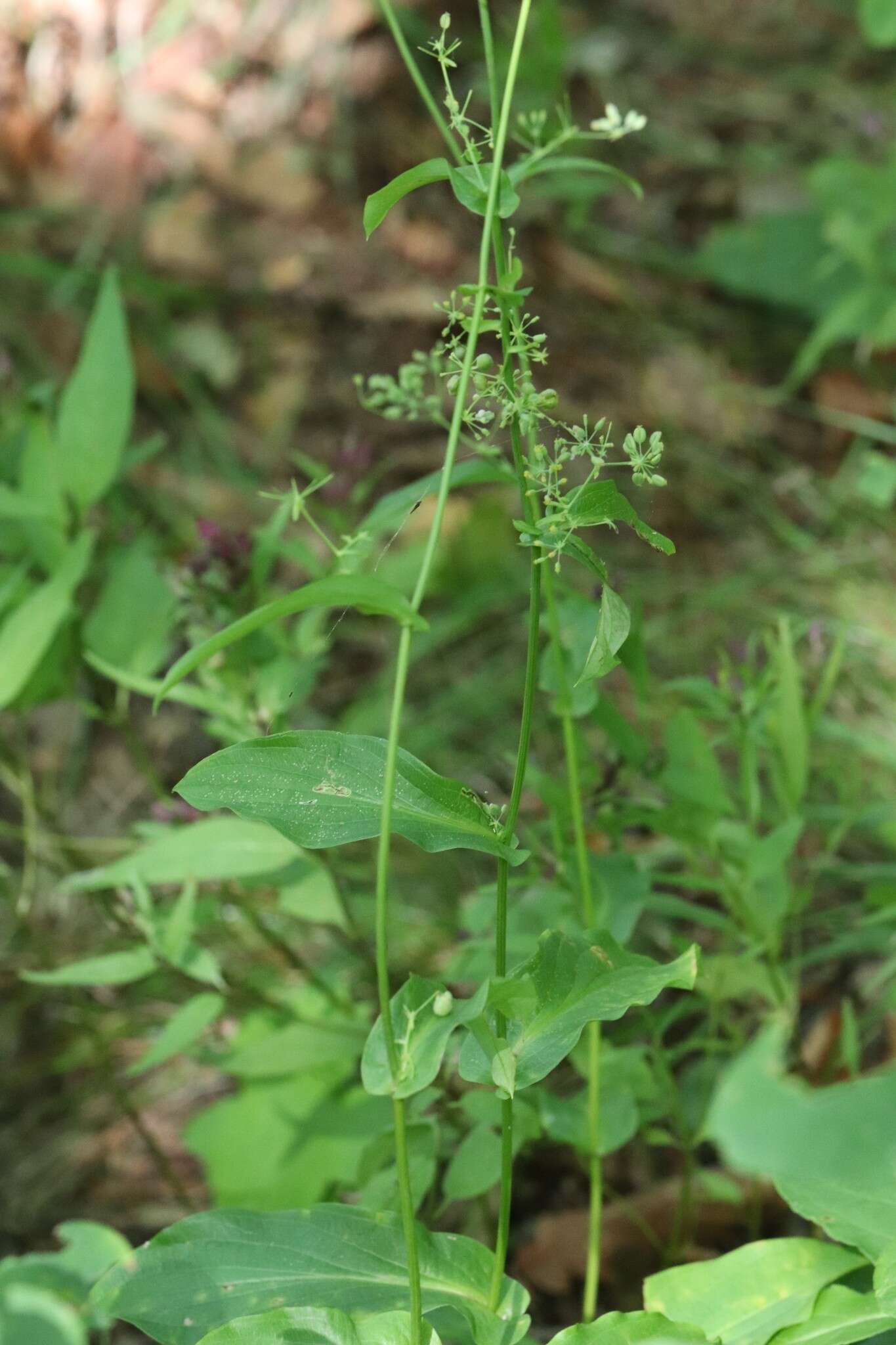 Image of Bupleurum longiradiatum Turcz.