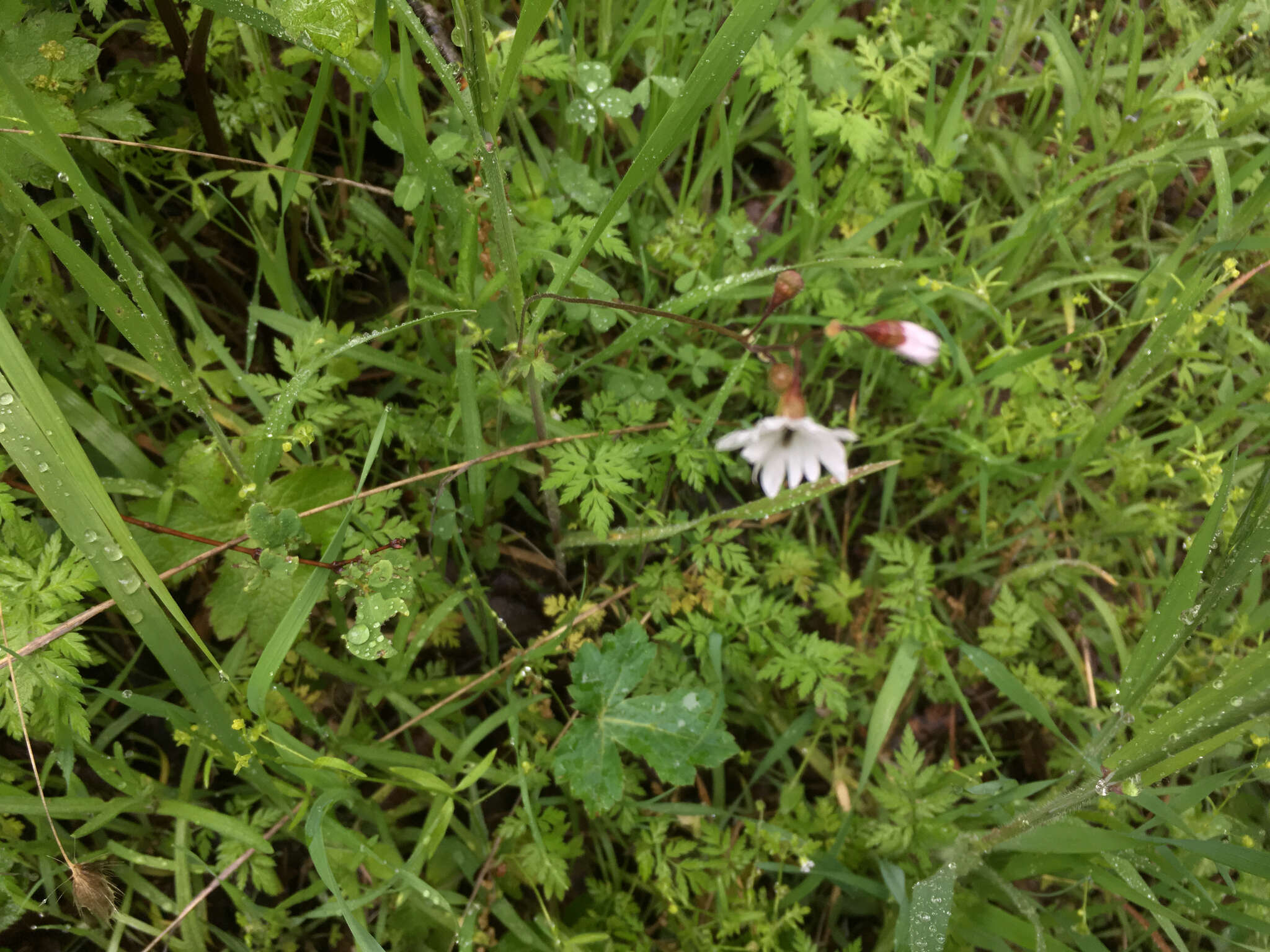 Image of San Francisco woodland-star