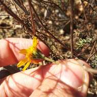 Image of Picradeniopsis pringlei (Greenm.) B. G. Baldwin