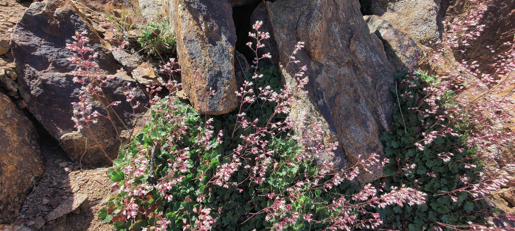 Image of Laguna Mountain alumroot