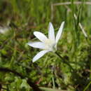 Image de Ornithogalum pedicellare Boiss. & Kotschy