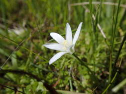 Слика од Ornithogalum pedicellare Boiss. & Kotschy