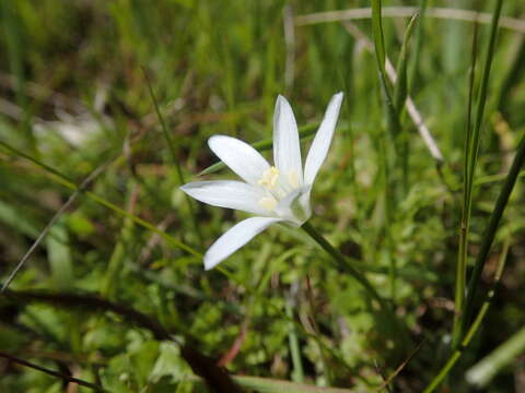 Слика од Ornithogalum pedicellare Boiss. & Kotschy