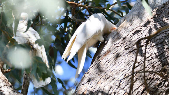 Image of Little Corella