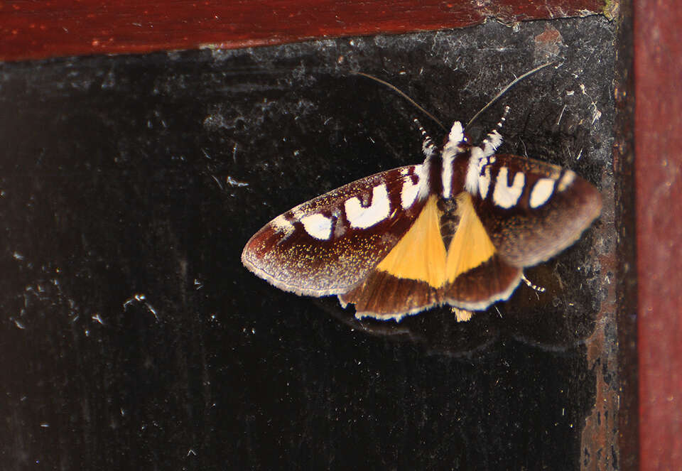 Image of Neotuerta lycaon Druce 1897