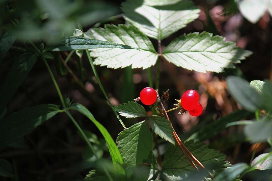 Image of Stone Bramble