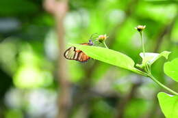 Image of Athesis clearista Doubleday (1847)