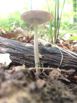 Image de Mycena niveipes (Murrill) Murrill 1916