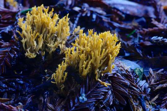 Image de Phaeoclavulina myceliosa