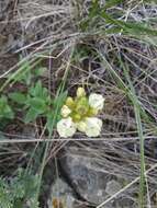 Scutellaria supina L.的圖片