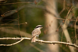 Tephrodornis virgatus (Temminck 1824)的圖片