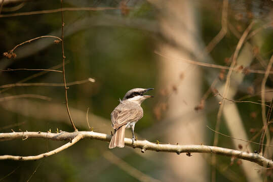 Слика од Tephrodornis virgatus (Temminck 1824)