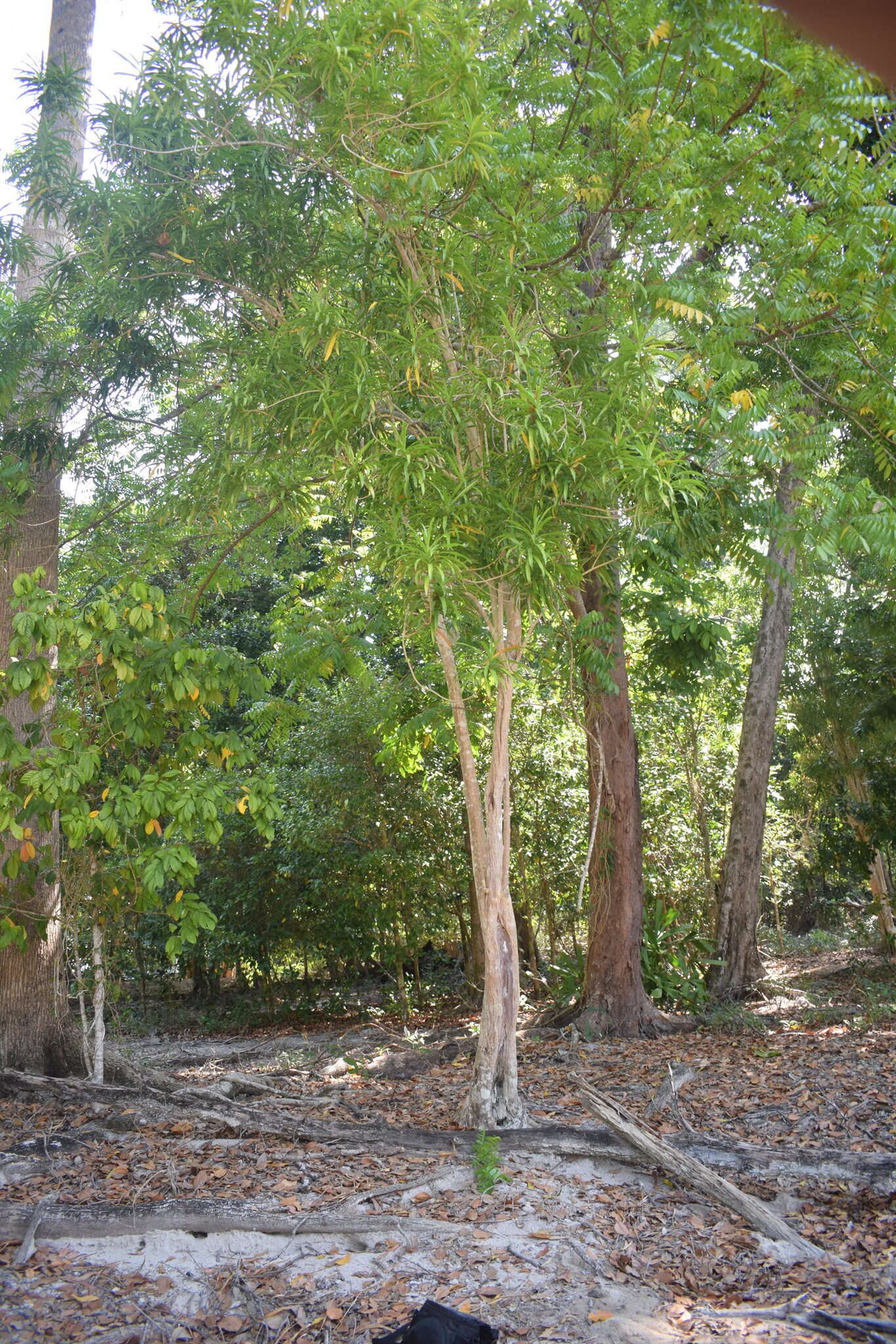 Слика од Dracaena angustifolia (Medik.) Roxb.