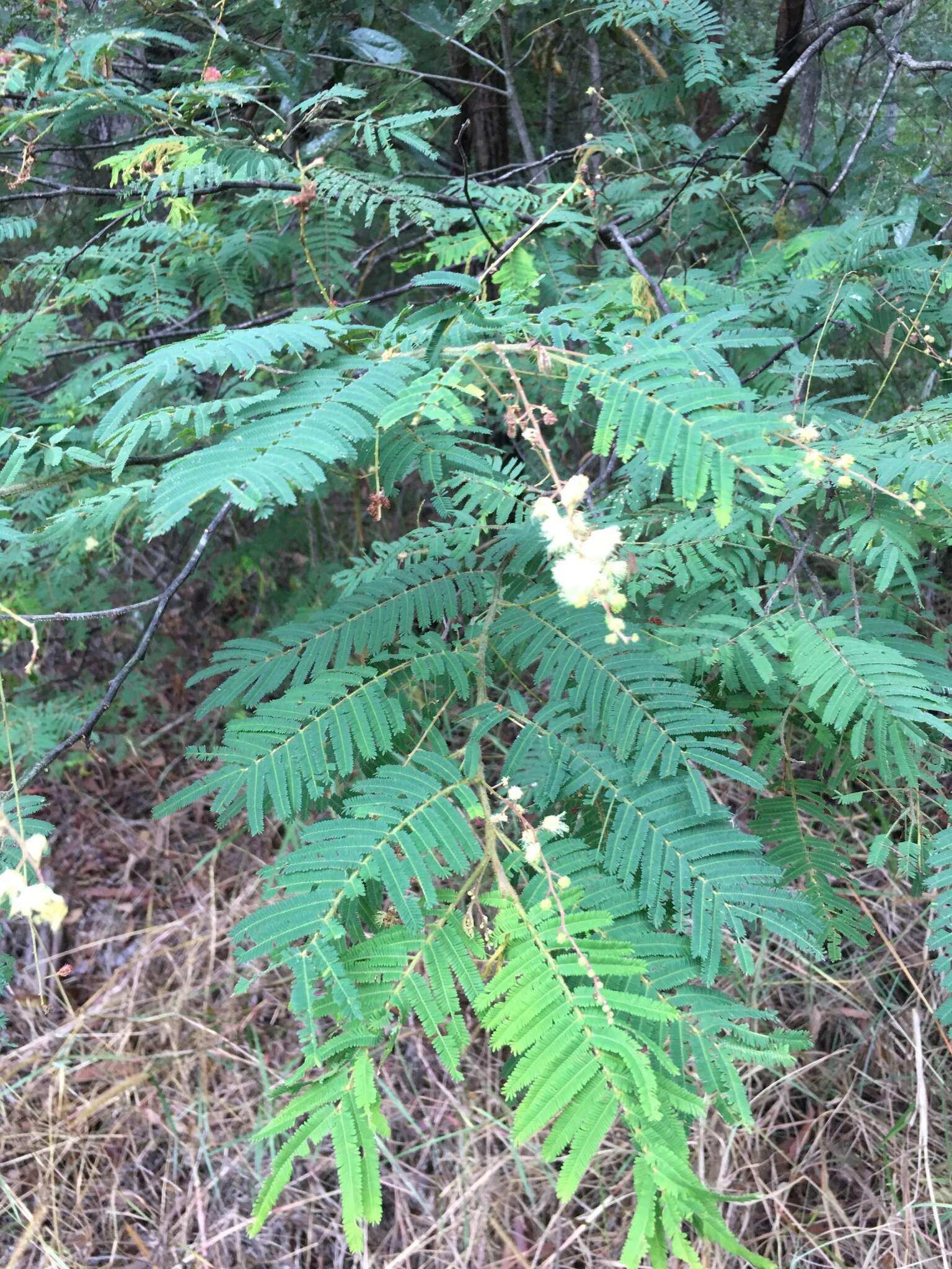 Sivun Acacia oshanesii F. Muell. & Maiden kuva