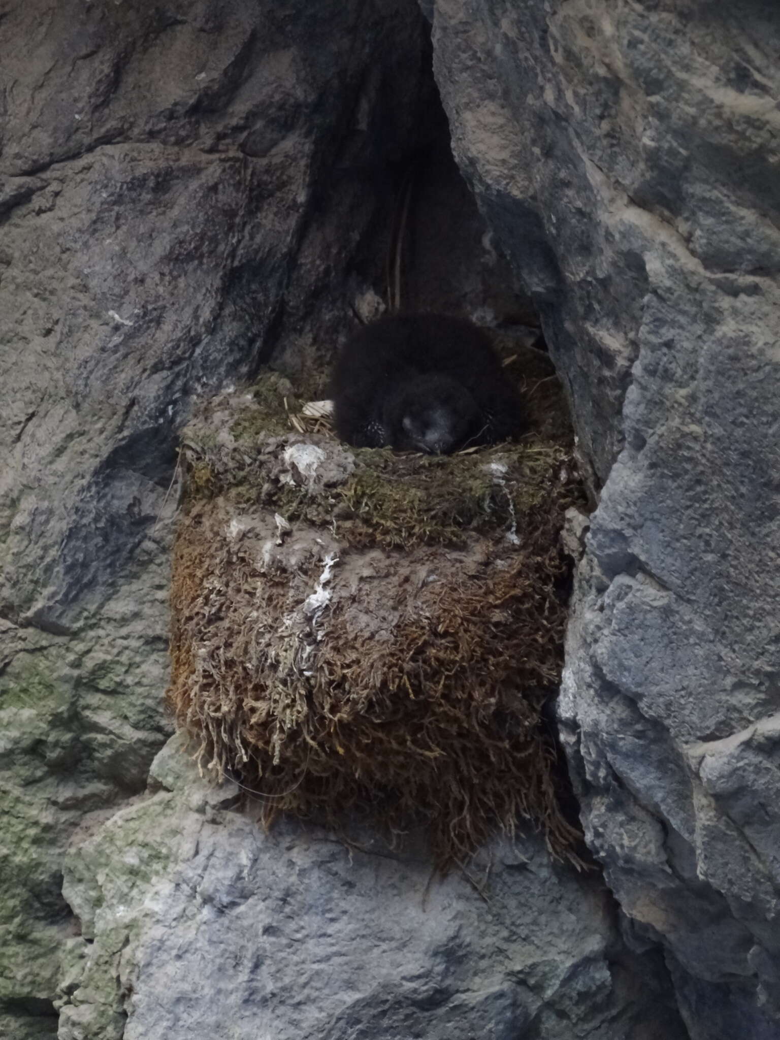 Image of American Black Swift