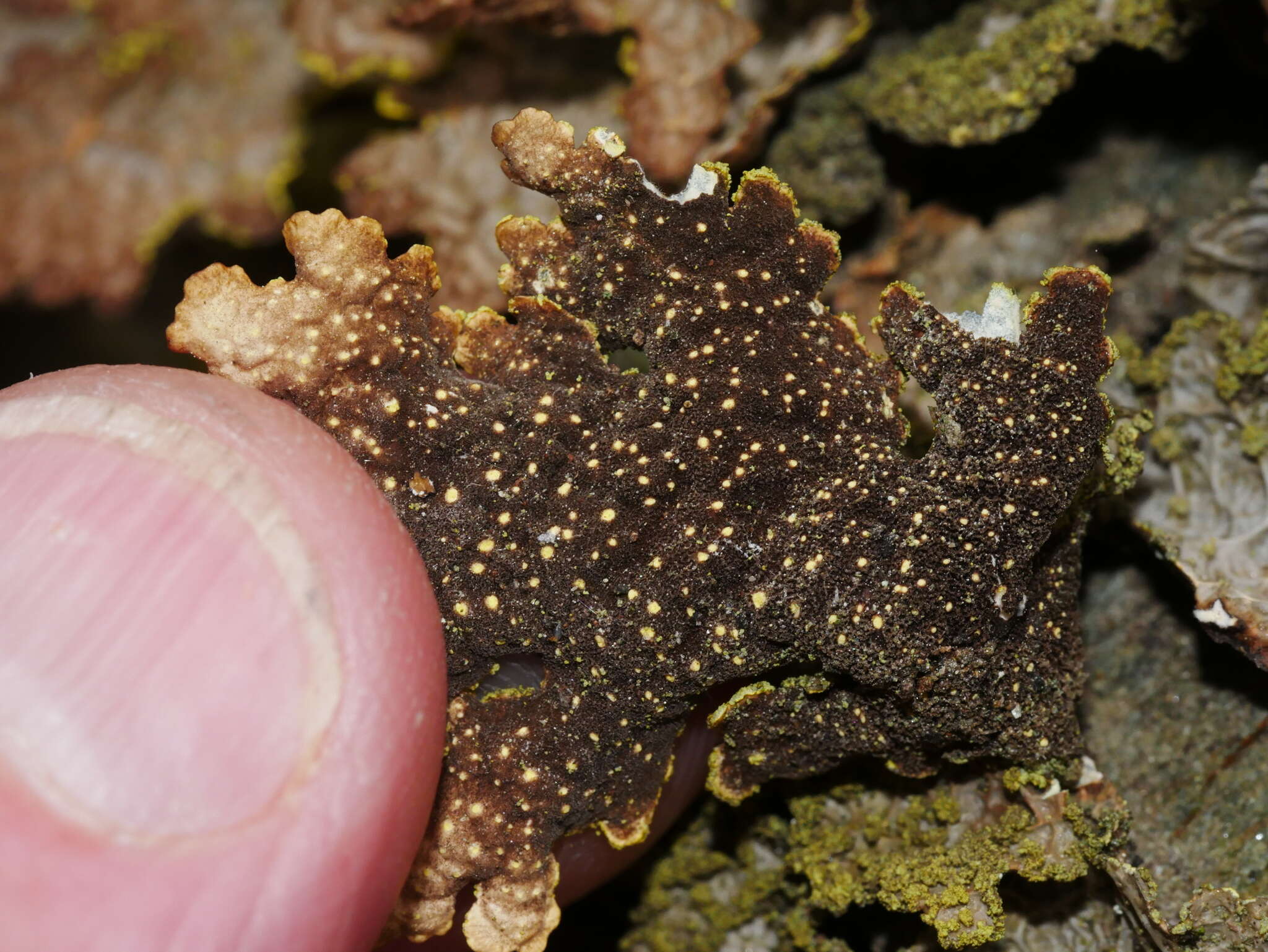 Image of Pseudocyphellaria neglecta (Müll. Arg.) H. Magn.