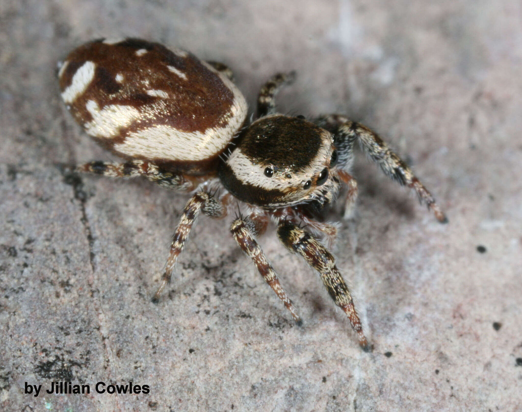 Image of Pelegrina furcata (F. O. Pickard-Cambridge 1901)