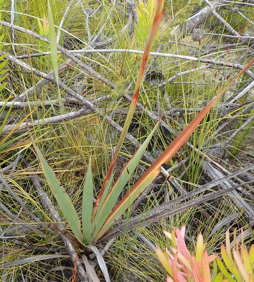 صورة Watsonia pillansii L. Bolus