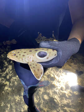 Image of epaulette sharks