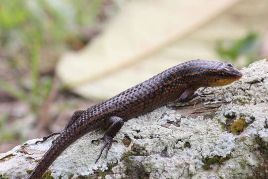 Imagem de Eutropis rugifera (Stoliczka 1870)