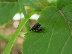 Слика од Platystoma seminationis (Fabricius 1775)